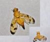 Xyphosia miliaria